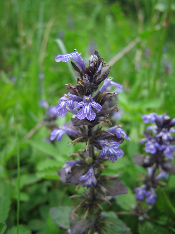 Ajuga reptans